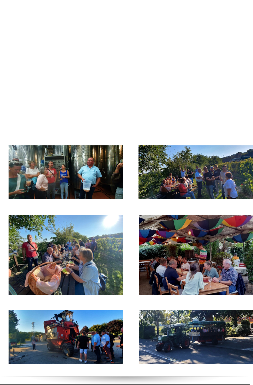 29.09.24 > Ausflug GV Eintracht an den Rhein  Einen wundervollen Tag voller Kultur und Kulinarik verbrachten die Mitglieder und Freunde des Gesangvereins Eintracht Kaichen am Sonntag, 21. September, bei ihrem Vereinsausflug nach Oppenheim und Guntersblum in Rheinhessen. Um 8:30 Uhr startete der Bus am Dorfplatz, der Weed, um zunächst die Wein- und Kulturstadt Oppenheim anzusteuern. Bei einer Führung durch das über 40 Kilometer verzweigte Kellerlabyrinth erfuhren die Teilnehmer Wissenswertes zur Geschichte der einst von den Römern gegründeten prächtigen Handelsstadt zwischen Worms und Mainz, die 1689 durch französische Truppen im Zuge des Pfälzer Erbfolgekriegs dem Erdboden gleichgemacht wurde.Von der einstigen Bedeutung zeugt bis heute unter anderem die Katharinenkirche, ein der bedeutendsten gotischen Kirchen am Rhein zwischen Straßburg und Köln. Im bis zu 100 Jahre alten Kellerlabyrinth ließen es sich die Sängerinnen und Sänger natürlich nicht nehmen, ein fröhliches Lied anzustimmen. Es sollte nicht das letzte bleiben an diesem sorglosen und wunderbar sonnigen Spätsommertag.  Weiter ging es zum Mittagessen ins Gasthaus „Zum Rheinhof“, herrlich am namensgebenden Fluss gelegen. Welche edlen Tropfen das  milde Klima seit römischen Zeiten hervorbringt, konnten die Ausflügler nachmittags bei einer Tour mit kleinen Traktoren und Hängern durch die Weinberge von Guntersblum schmecken. Während die Teilnehmer die erntereifen Beeren von Silvaner, Scheurebe und C. direkt vom Stock und den dazugehörigen Wein probieren konnten, erläuterte Winzer Peter Schauf alles rund um die Rebsorten und die Herausforderungen aber auch Freuden des Weinbaus. Zurück auf dem Hof, warfen die Teilnehmer noch einen Blick in die Produktionshalle mit den meterhohen Edelstahltanks und probierten vom frischen Federweißer. Auf Bitten der interessierten Besucher gab ein Mitarbeiter sogar noch eine Demonstration der wendigen und „hochbeinigen“ Erntemaschine.  Zum Abschluss des Tages fuhr Winzer Schauf die Gruppe zum Gasthaus „Zum alten Kelterhaus“ in Alsheim wo sie im Biergarten bei leckeren Speisen und Getränken den herrlichen Spätsommertag ausklingen ließen.